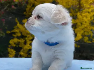 Chihuahua dogs Long Coat Chihuahua blue eyed boys 💙 - Advert 18