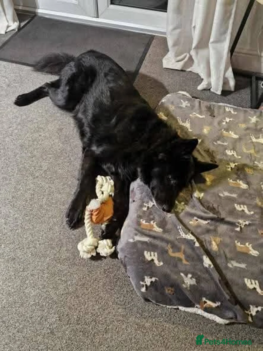 Mixed Breed dogs for adoption: Meet Bear, currently residing in Staffordshire - Advert 3