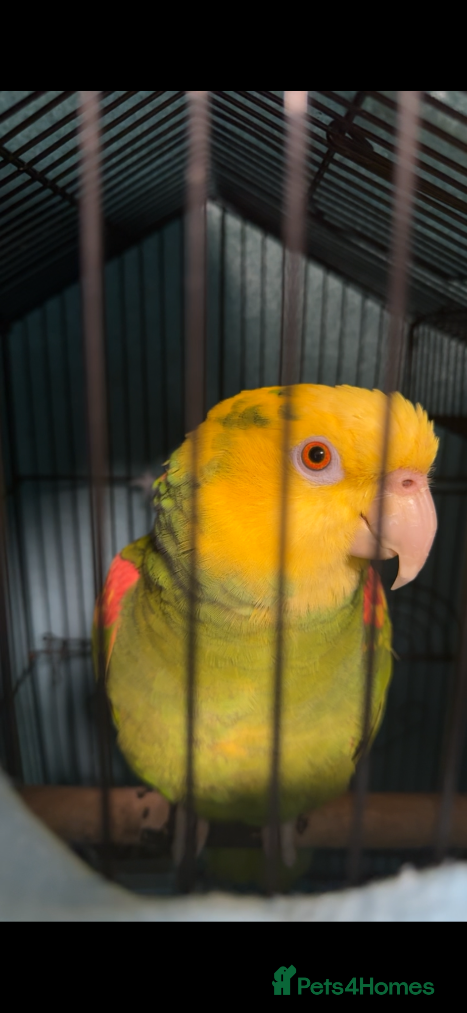 Parrots birds Yellow double head Amazon parrot in Cardiff - Advert 5