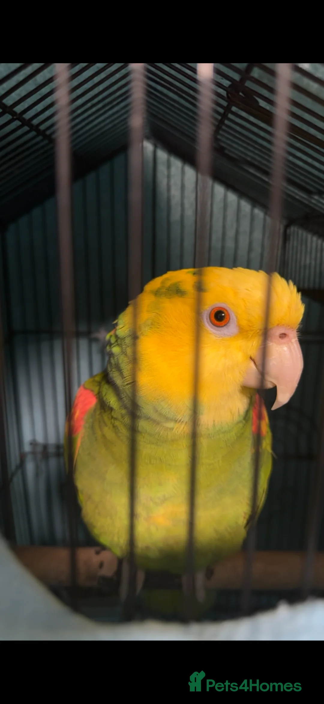 Parrots birds for sale: Yellow double head Amazon parrot in Cardiff in Cardiff - Advert 1