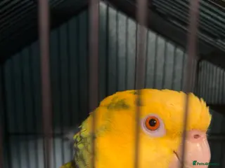 Parrots birds Yellow double head Amazon parrot in Cardiff - Advert 9
