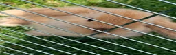Mini Lop rabbits for sale: Two mini lop rabbits for sale  in Worksop - Advert 7