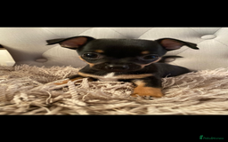 Chihuahua dogs for sale: Tiny Girl & Boy Chihuahuas available  - Image 2