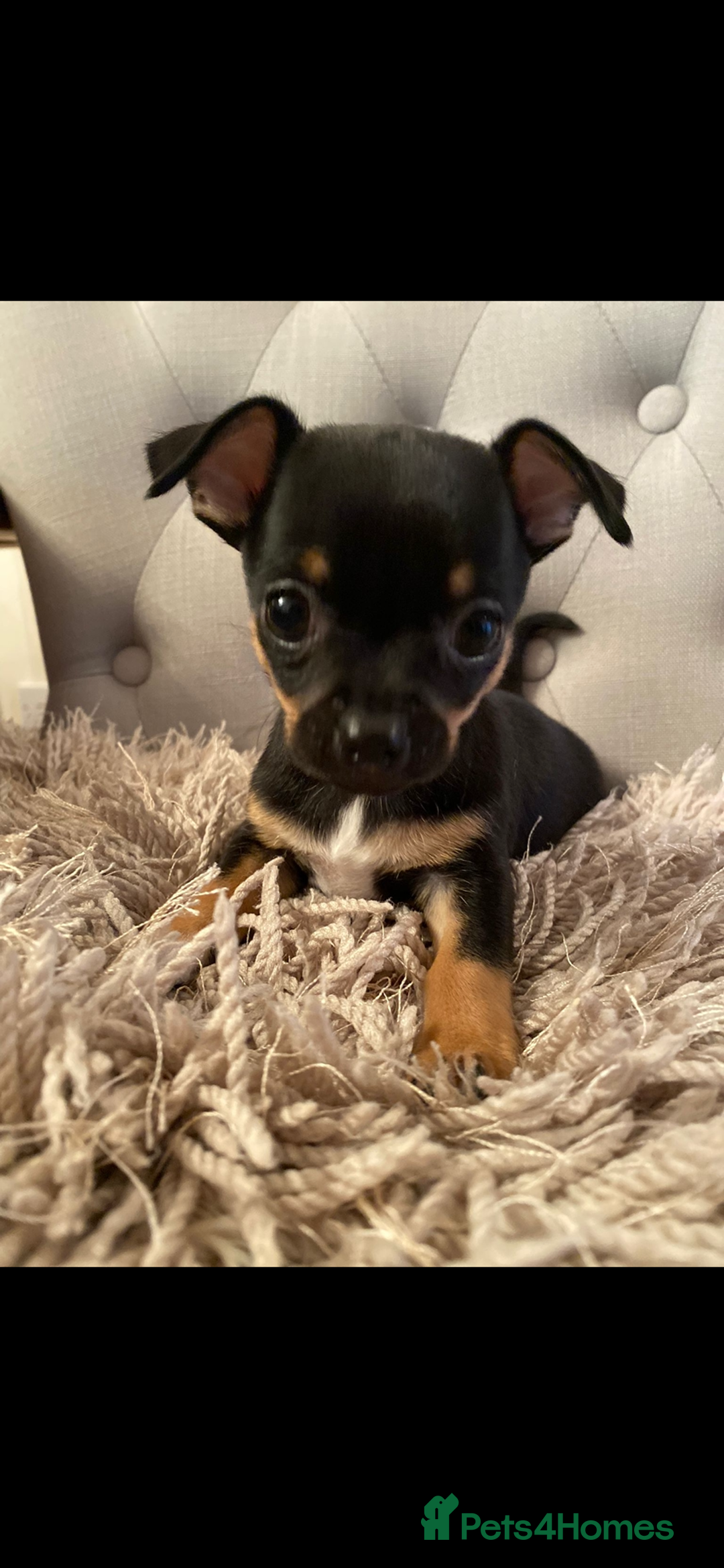 Chihuahua dogs for sale: Tiny Girl & Boy Chihuahuas available  - Image 2