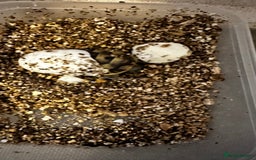 Tortoise reptiles for sale: Baby Spur thigh tortoises  - Image 16