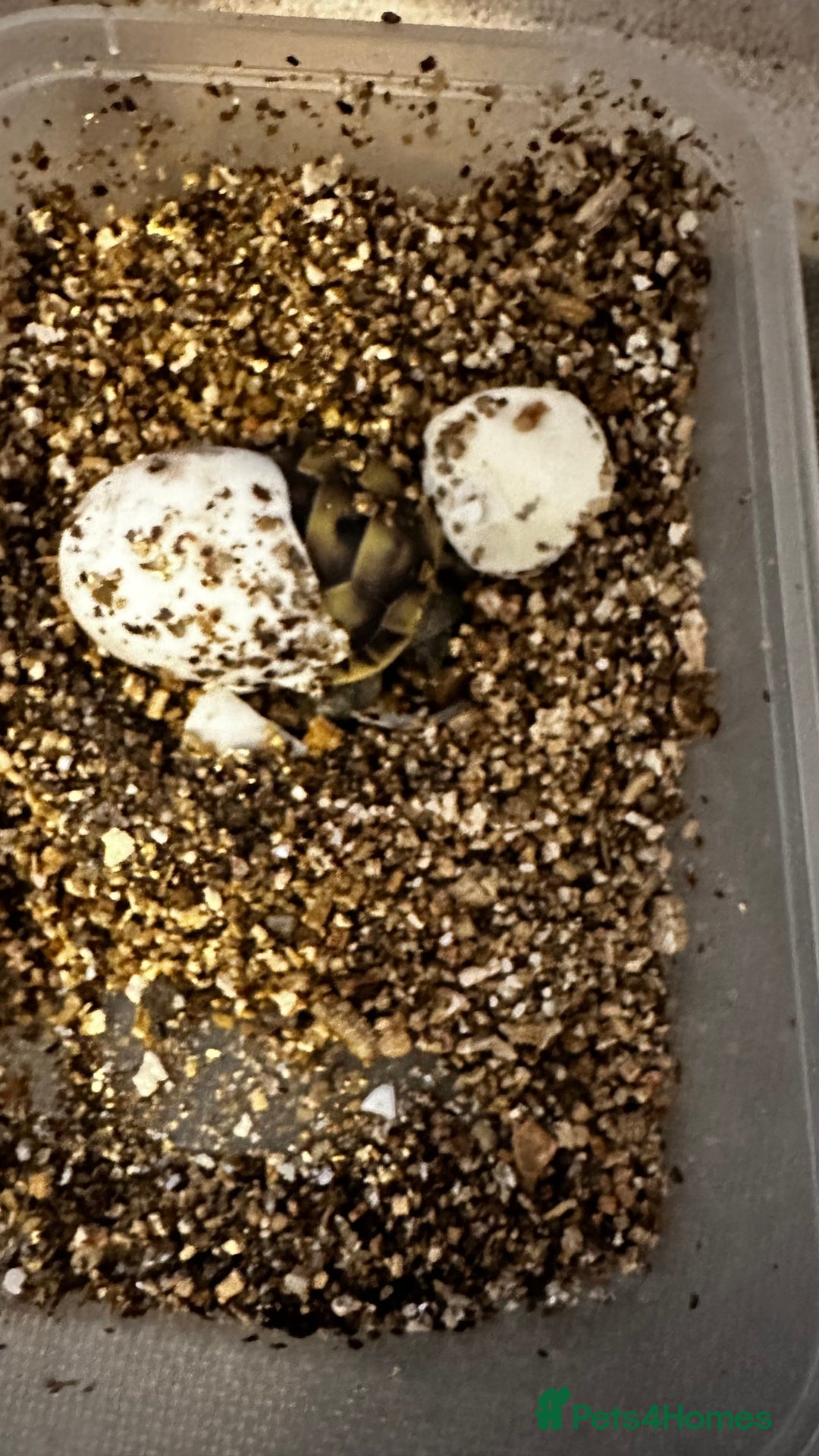 Tortoise reptiles for sale: Baby Spur thigh tortoises  - Image 16