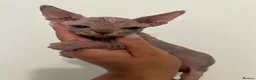 Sphynx cats for sale: Canadian Sphynx Girl  - Advert 1