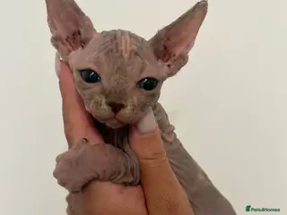 Sphynx cats Canadian Sphynx Girl - Advert 5