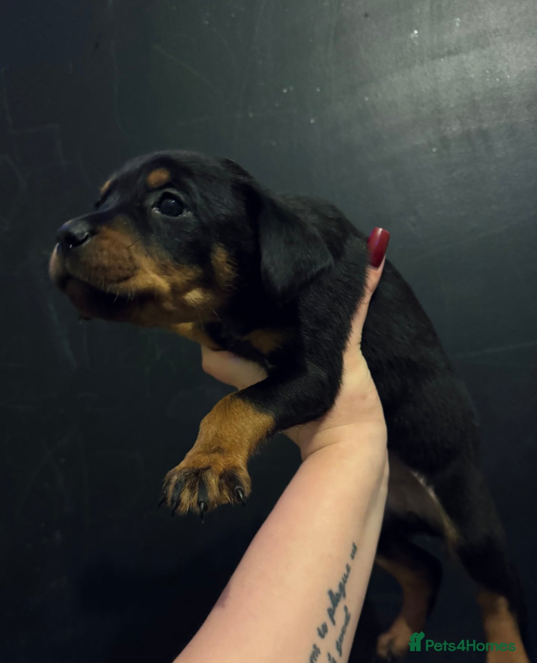 Mixed Breed dogs for sale: Rottie Bordeaux puppies - Advert 6
