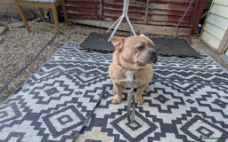 Mixed Breed dogs for sale: 9 months old playful french bulldog mix - Image 2