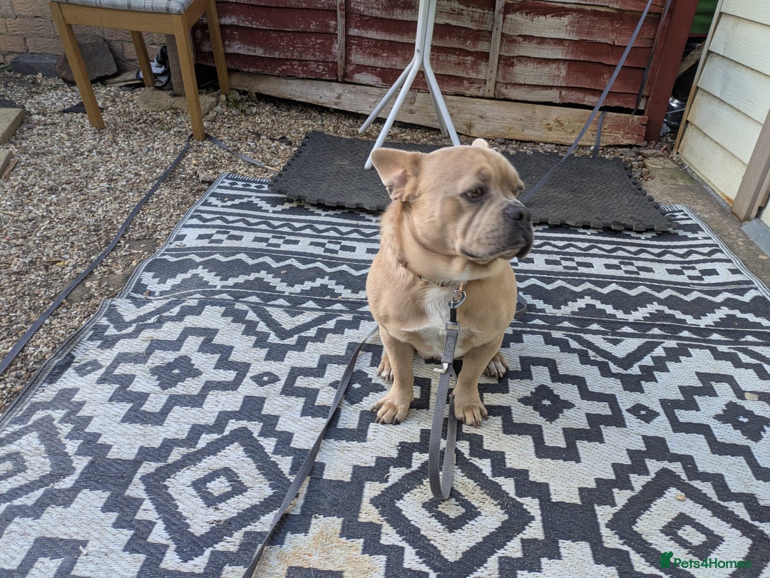 Mixed Breed dogs for sale: 9 months old playful french bulldog mix - Image 2