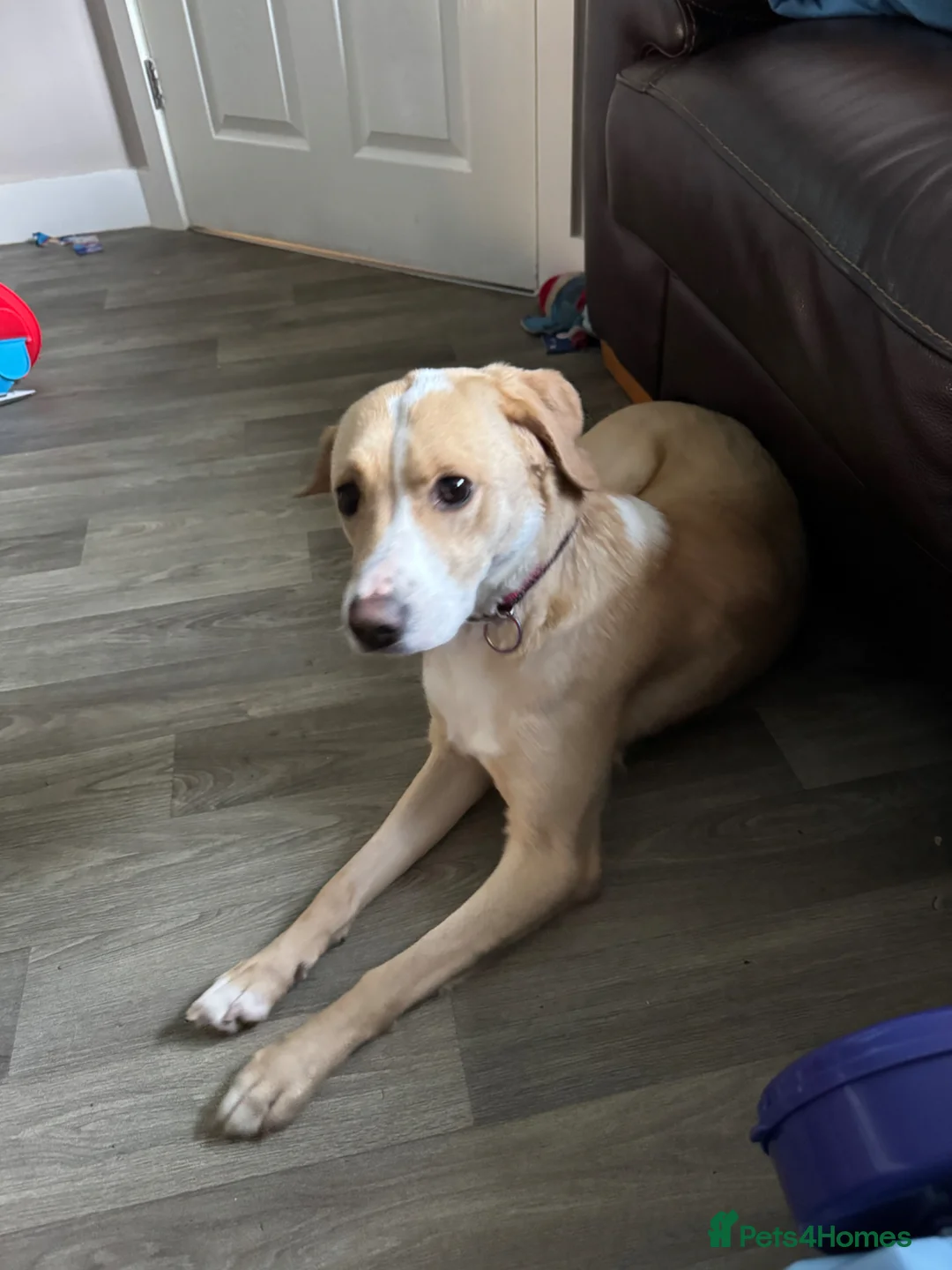 Mixed Breed dogs for sale: Rehoming (no fault of her) - Advert 1