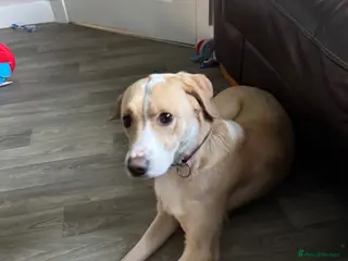 Mixed Breed dogs Rehoming (no fault of her) - Advert 7