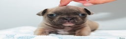 French Bulldog dogs for sale: 5 boys and 3 girls - DEPOSITS BEING TAKEN - Advert 27