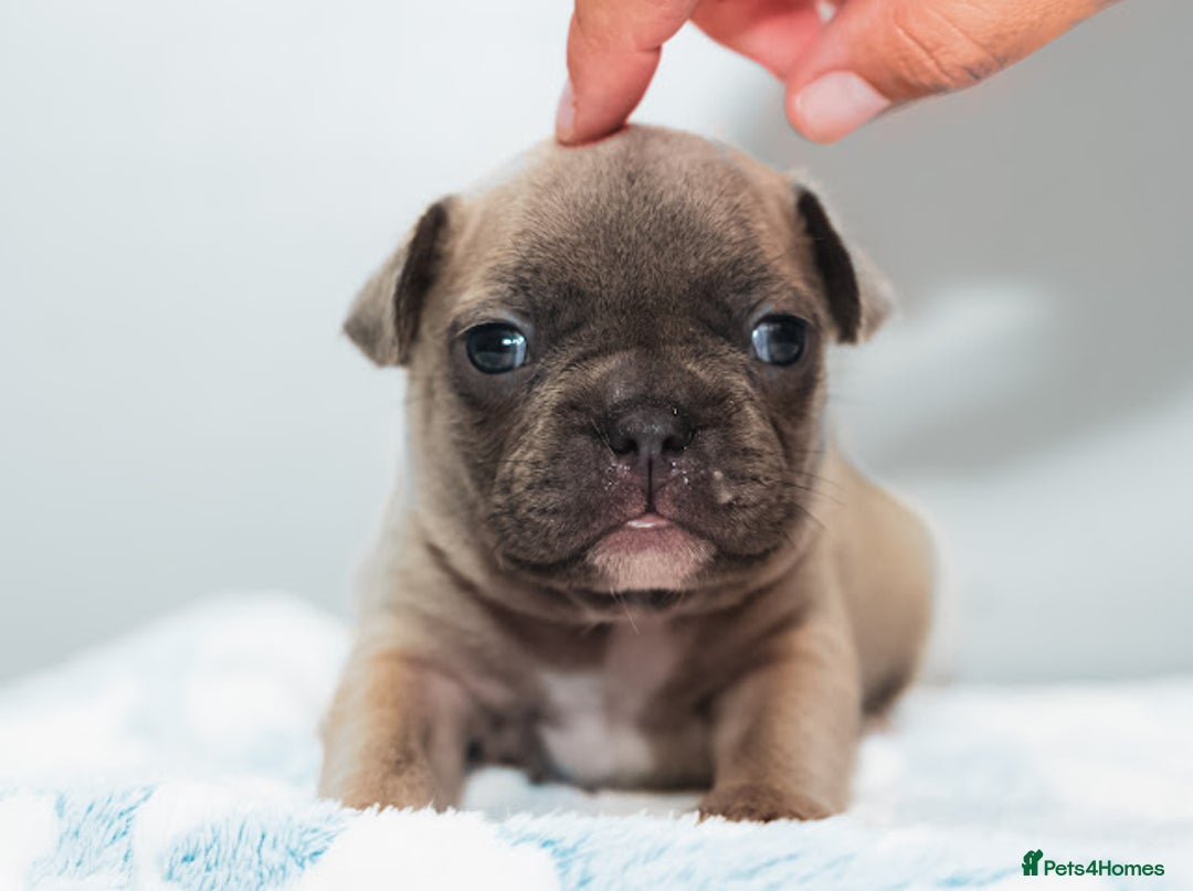 French Bulldog dogs for sale: 5 boys and 3 girls - DEPOSITS BEING TAKEN - Advert 27