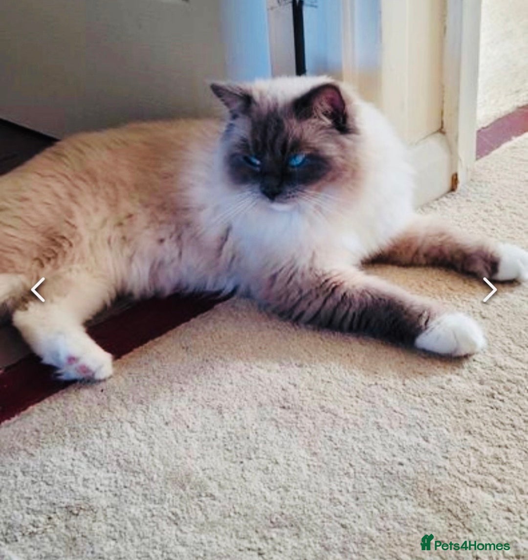 Ragdoll cats for sale: Blue eyed Ragdoll Kittens  - Advert 14