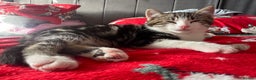 Mixed Breed cats for sale: 2 Beautiful Boys - Ready Now!  - Advert 4