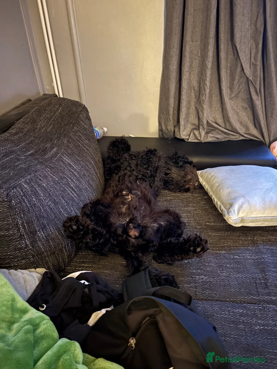 Cockapoo dogs for stud: Male cockapoo - Advert 2