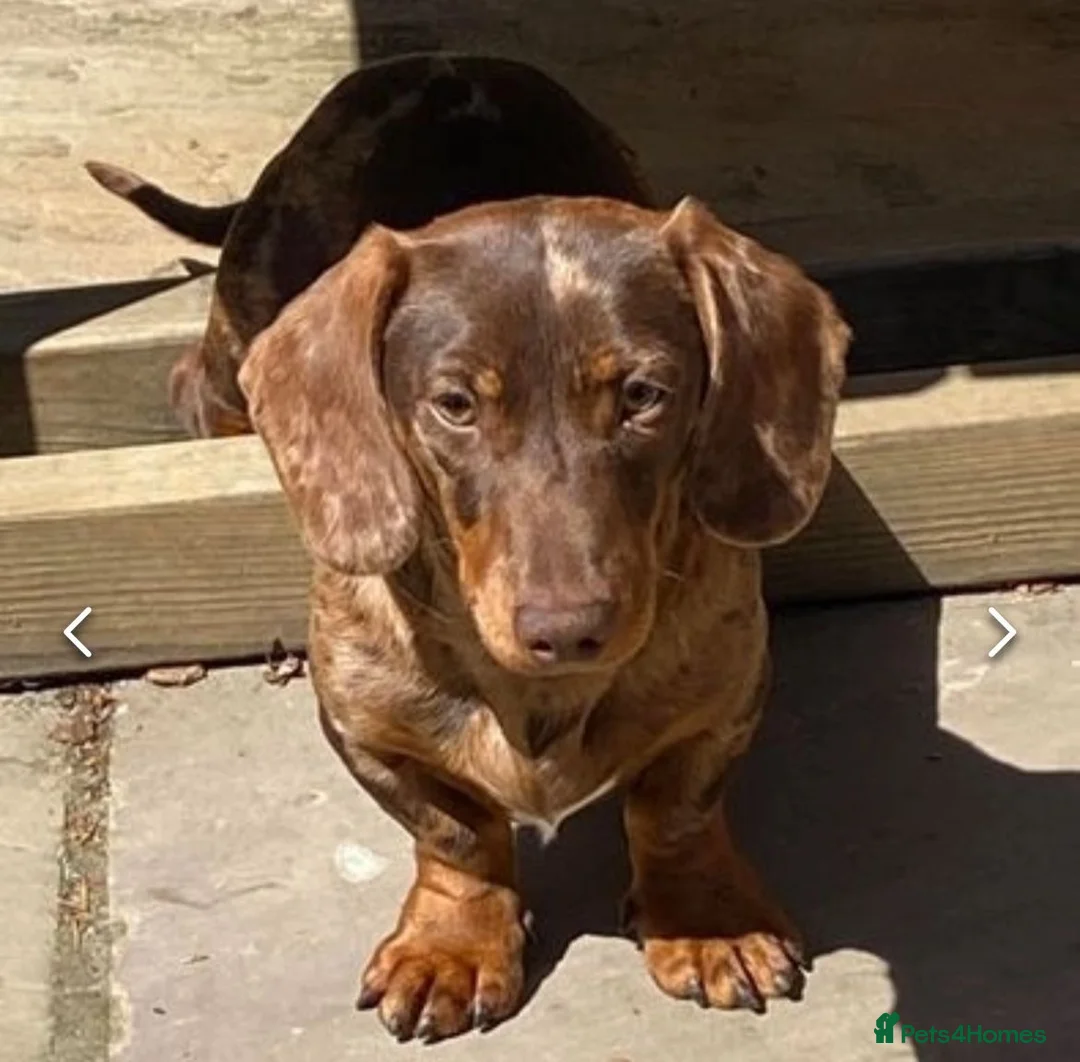 Miniature Dachshund dogs for sale: Miniature dachshund  - Advert 5