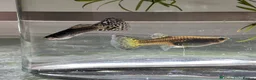 Cyprinids fish for sale: Beautiful guppies in Croydon - Advert 8