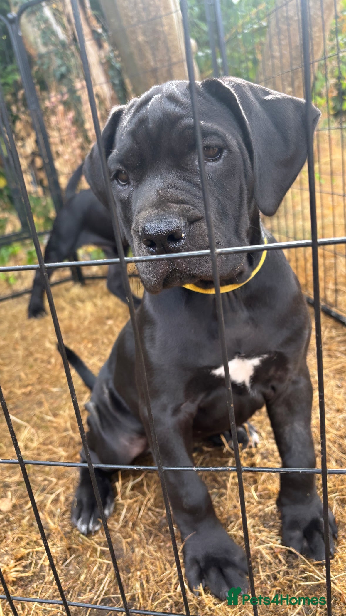 Cane Corso dogs Grand champion bloodline Cane Corso puppies  - Advert 2