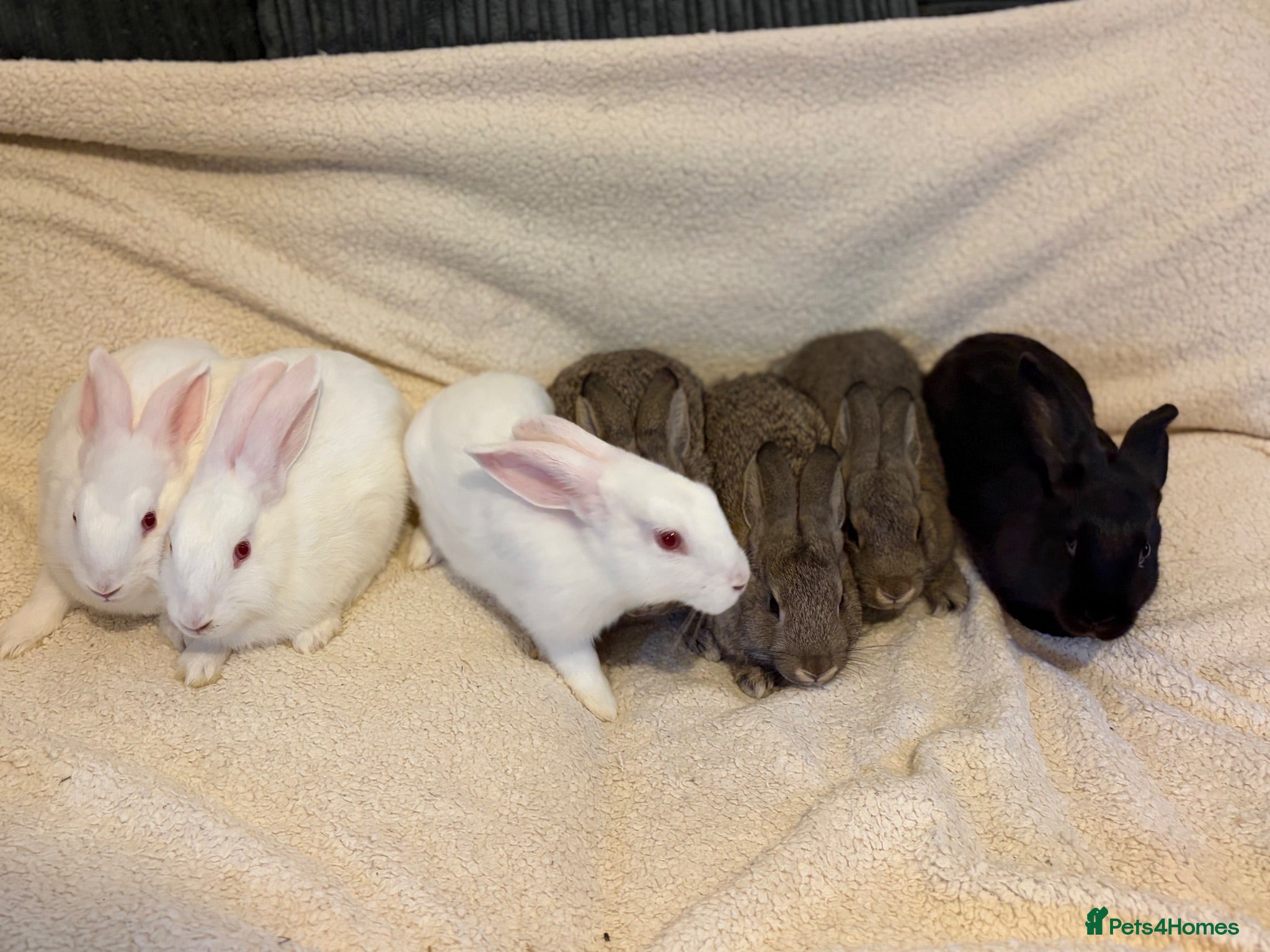 New Zealand rabbits New Zealand baby’s  - Advert 1