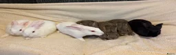 New Zealand rabbits for sale: New Zealand baby’s  - Advert 1
