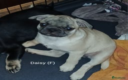Pug dogs for sale: 4 beautiful Pug puppies for sale. - Image 3