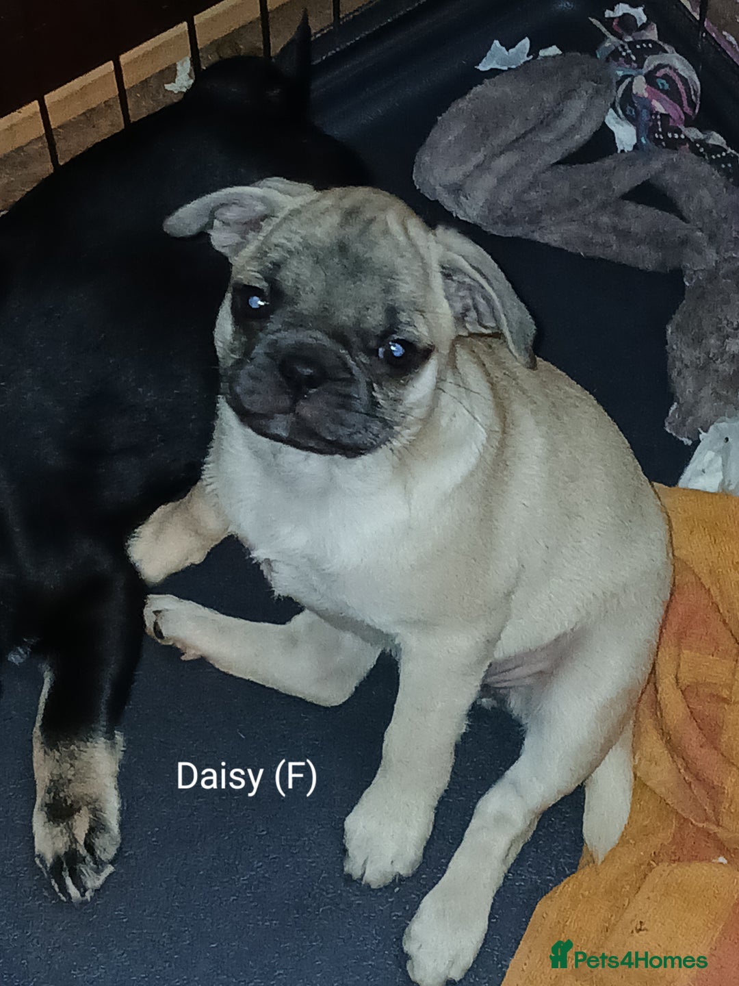 Pug dogs for sale: 4 beautiful Pug puppies for sale. - Image 3