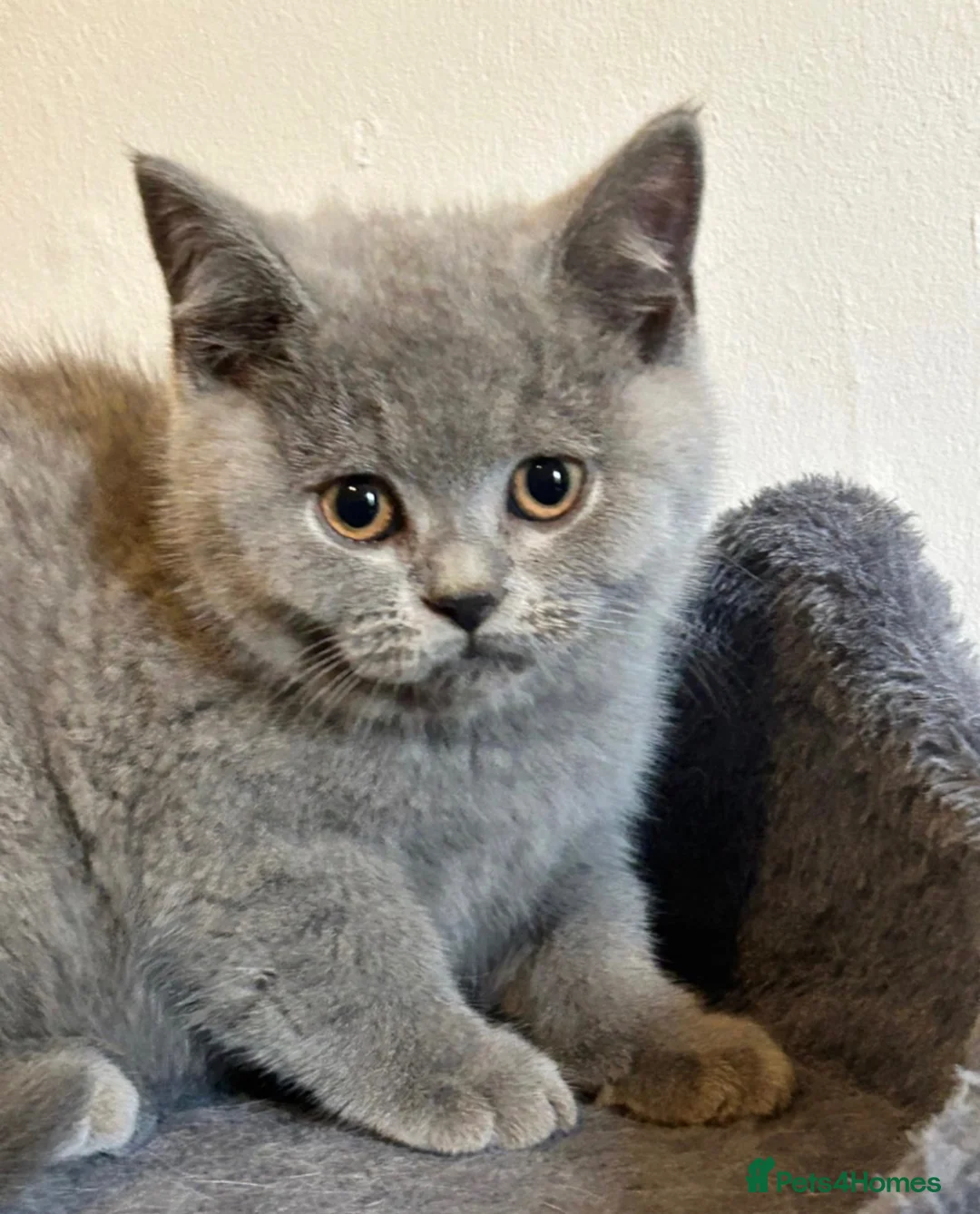 British Shorthair cats for sale: Stunning Full pedigree BSH KITTENS ( GCCF REG )  - Advert 1