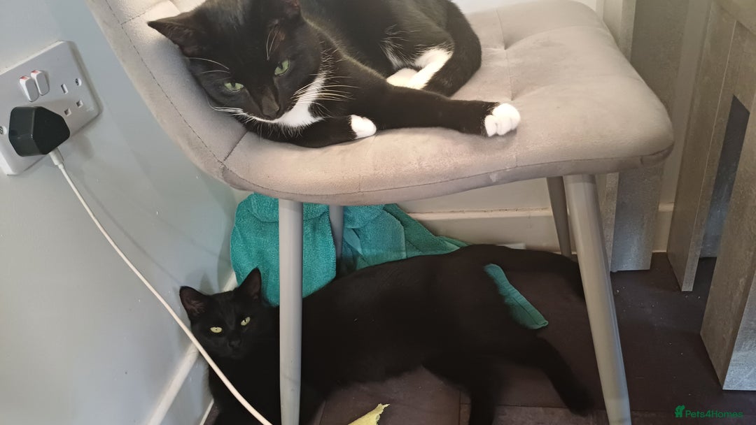 Mixed Breed cats for sale: No money wanted. 2 adult spay females need home - Image 4