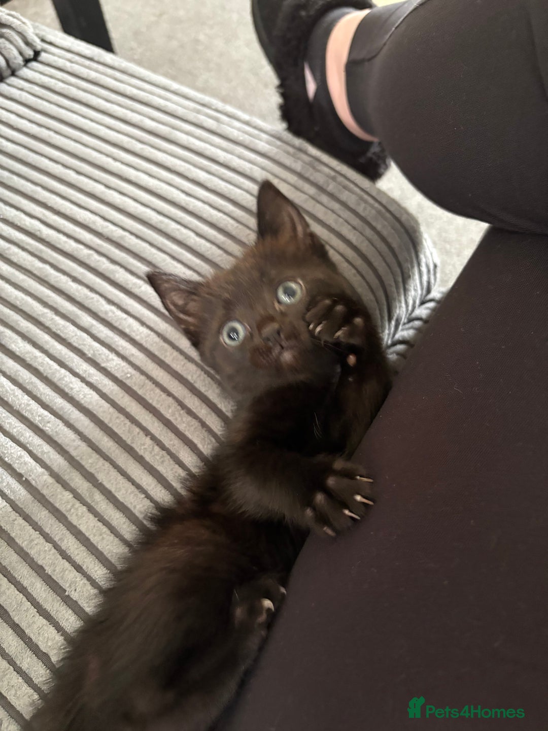Mixed Breed cats for sale: 2 boy kittens for sale  - Image 2