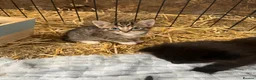 Mixed Breed cats for sale: Farm Kittens  in Bishop Auckland - Advert 2