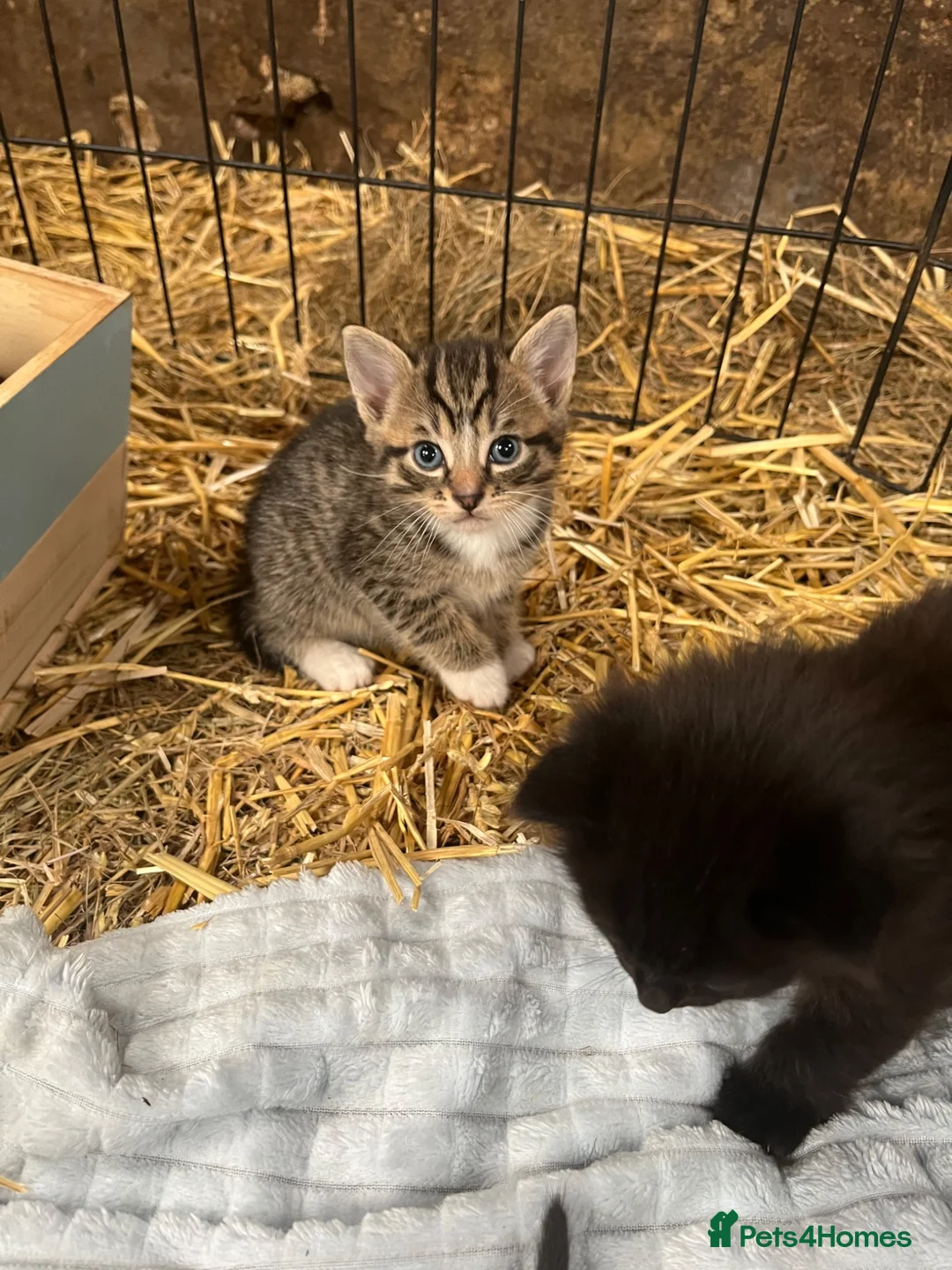 Mixed Breed cats for sale: Farm Kittens  in Bishop Auckland - Advert 2