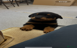 Rottweiler dogs for sale: Kc reg Rottweiler boy Ready now 8 weeks - Image 2