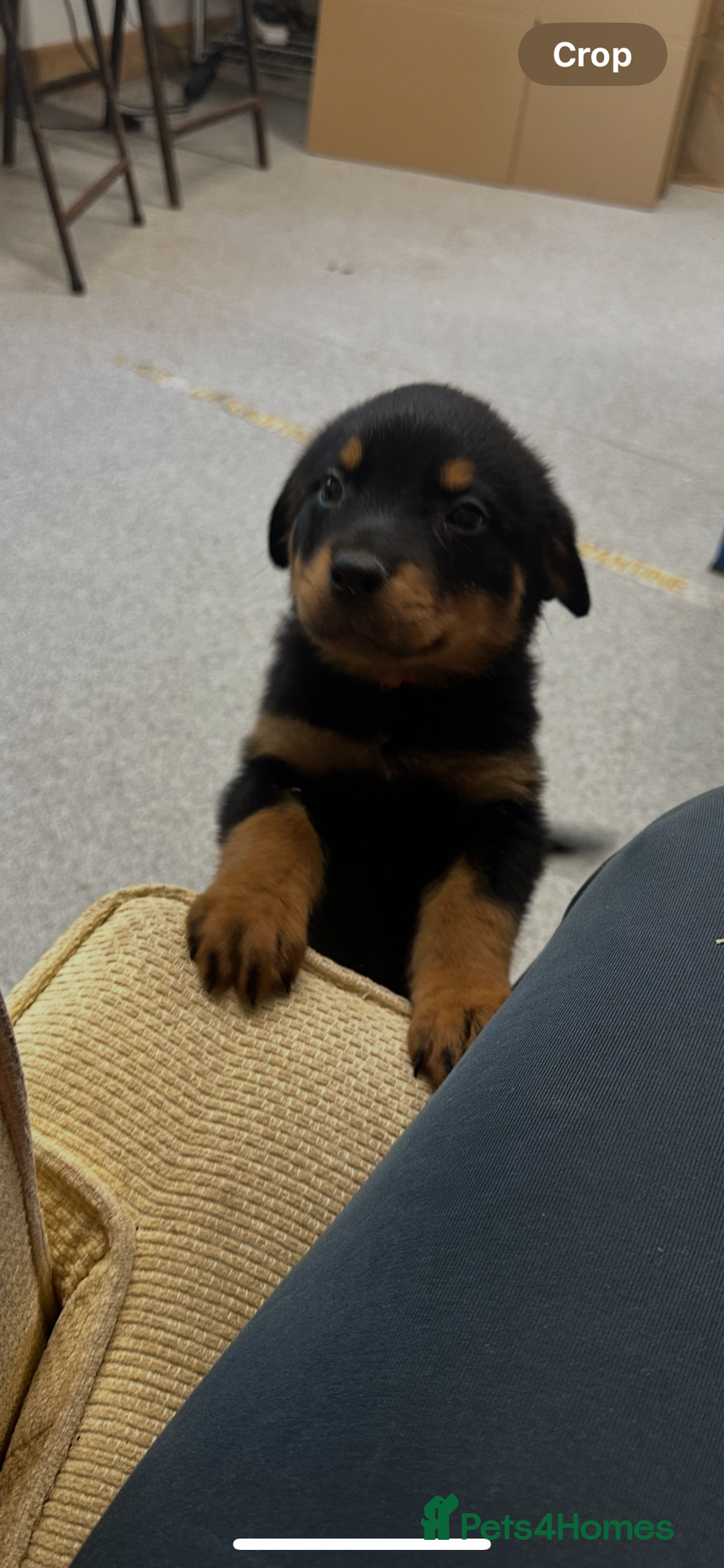 Rottweiler dogs for sale: Kc reg Rottweiler boy Ready now 8 weeks - Image 2