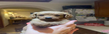Golden Retriever 1