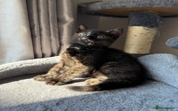 Domestic Shorthair cats for sale: tortoiseshell Kitten  - Image 12