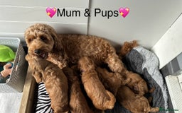 Cockapoo dogs for sale: Beautiful cockapoo puppy ♥️ - Image 8