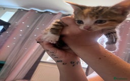 Mixed Breed cats for sale: Kittens  - Image 7