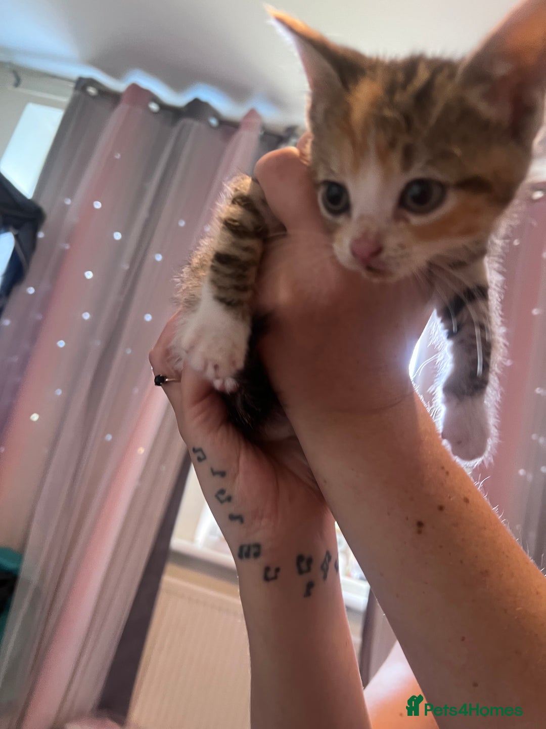 Mixed Breed cats for sale: Kittens  - Image 7