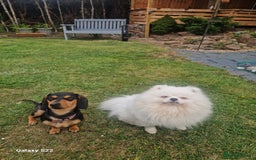 Pomeranian dogs for stud: Pomeranian for stud  - Image 5