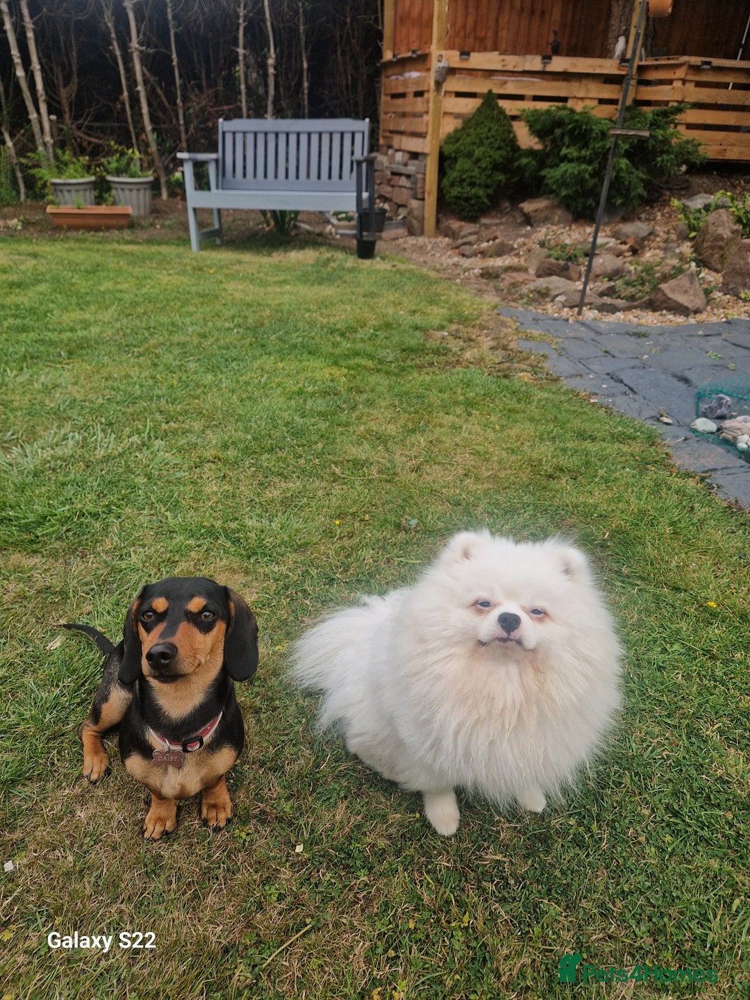 Pomeranian dogs for stud: Pomeranian for stud  - Image 5