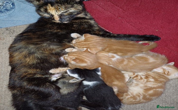 Mixed Breed cats - Advert 14