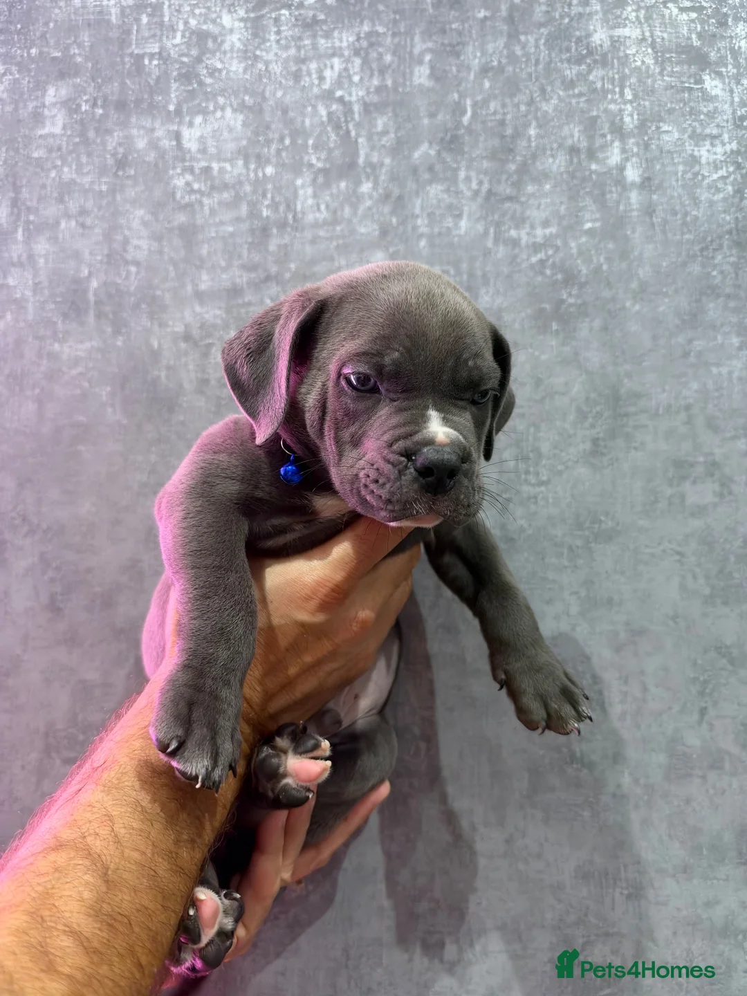 American Bully dogs for sale: ABKC REGISTERED POCKET BULLYS - Advert 11