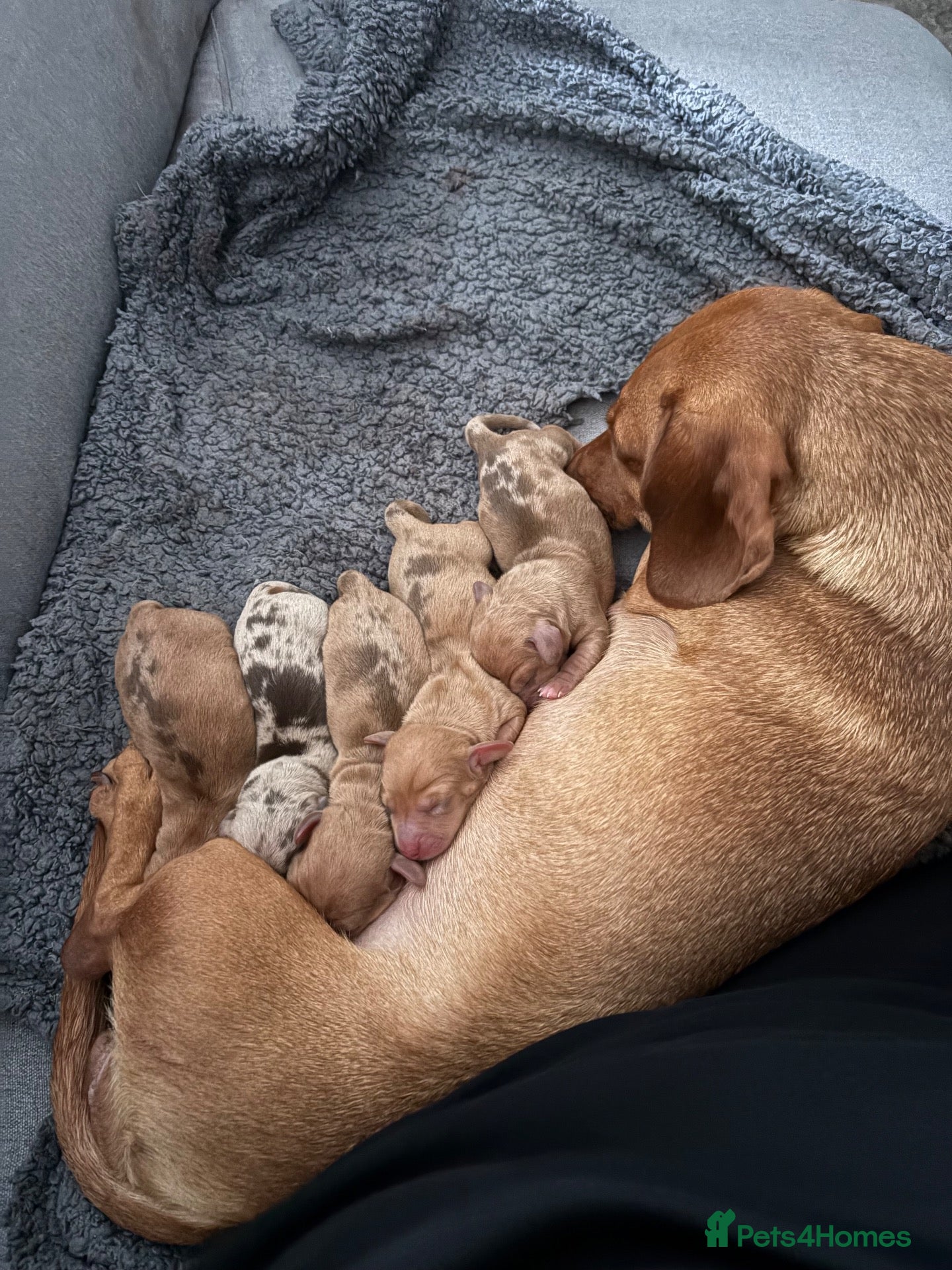 Miniature Dachshund dogs Miniature dachshund puppies  - Advert 5