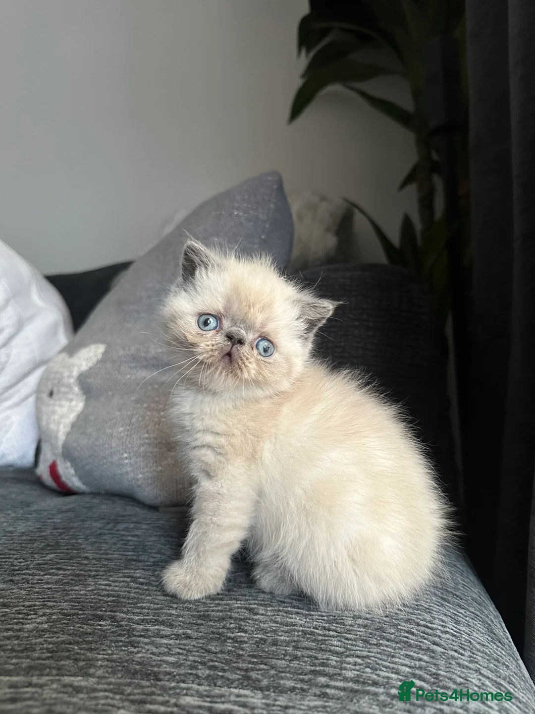 Persian cats for sale: 🌟 Persian x Exotic Blue Point Kittens 🌟 - Advert 8