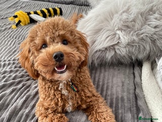 Cavapoo dogs for sale: Ruby Rose - Advert 1