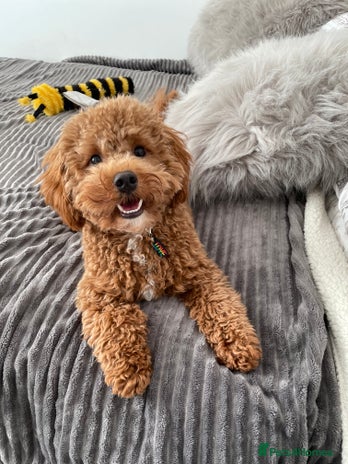 Cavapoo dogs Ruby Rose - Advert 3