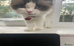 Ragdoll cats for sale: Seal Bicolour Ragdoll - Image 4